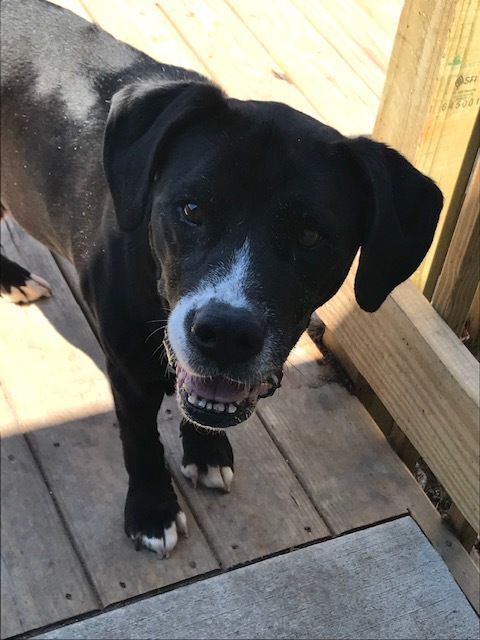 Gus
